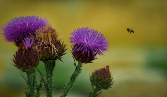 artichoke flower at jerash,jordan