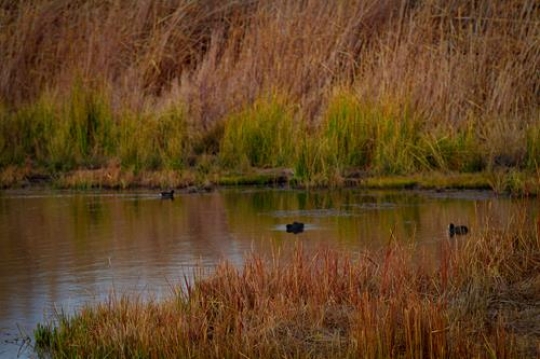 Azraq Wetland Reserve