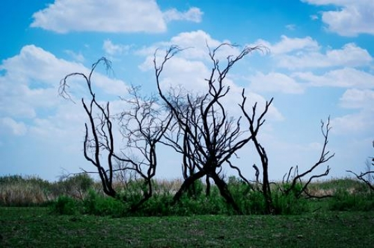 Azraq Wetland Reserve