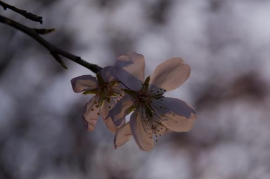 close-up of an almond flower