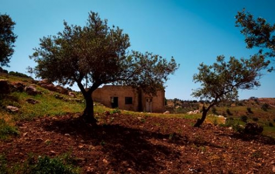 Jordan Valleys, Olive Trees