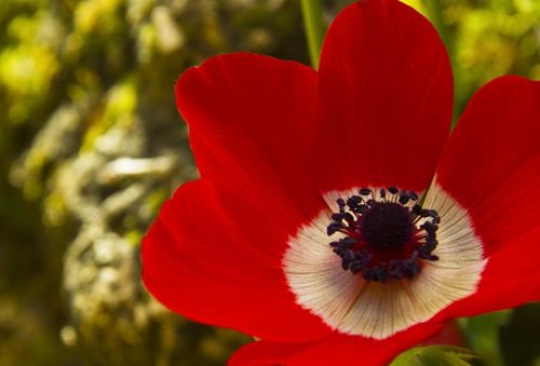 close up image of a one red anemone flower in a field