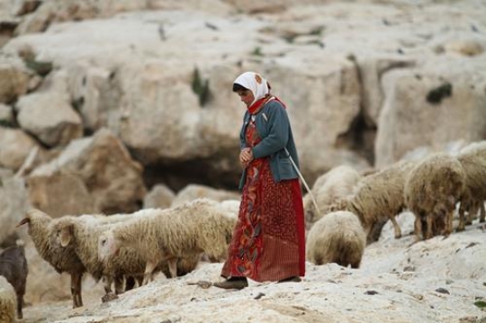 Palestinian Shepherd at Bab al-Shams or Gate of the Sun in Arabic, in a bid to draw attention to Israeli plans to boost settlement building in the West Bank area.