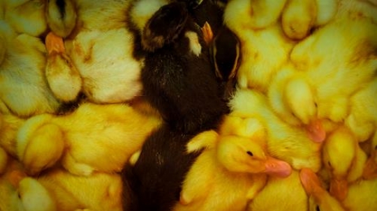 closeup image for black and yellow ducklings