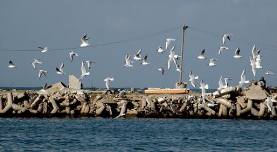 Seagulls flying over the sea