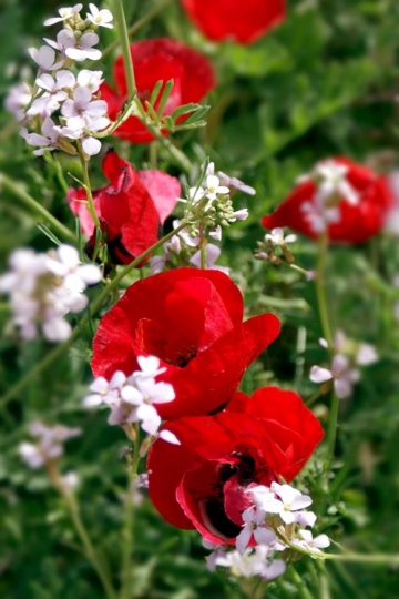 close up of red flowers in spring
