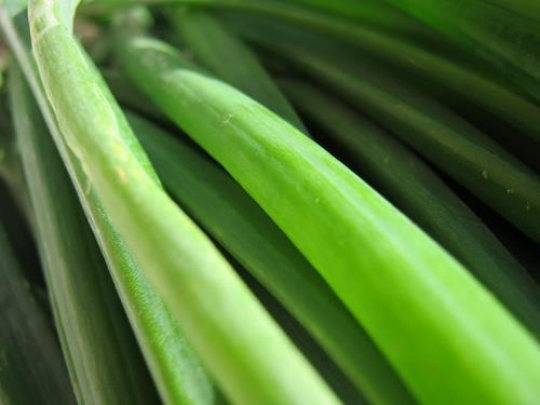 Green Onions