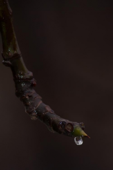 branch tree with bud