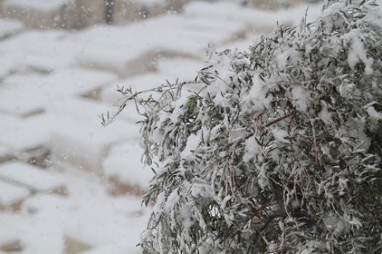 Fresh snow cover, at winter in Palestine, everbody happy and outside and play in the snow