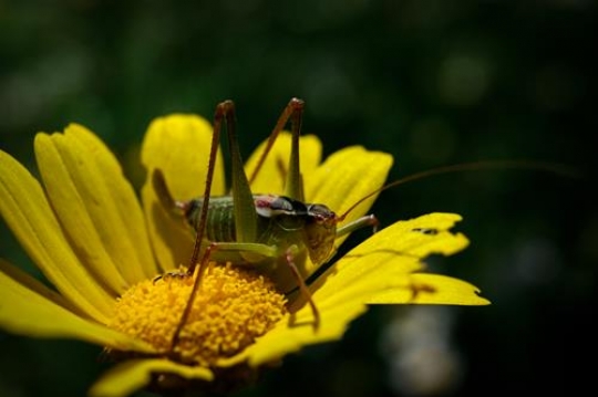 close up of katydid on yellow flower