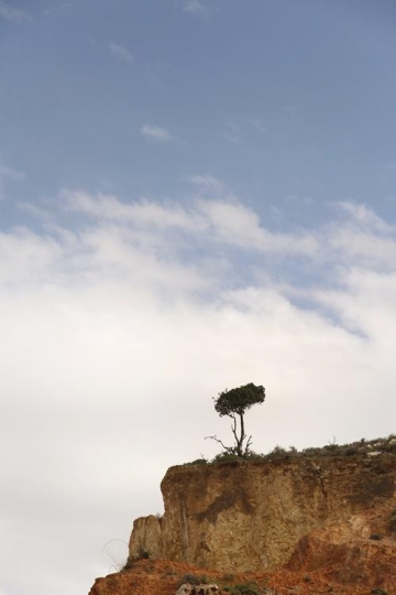 tree standing alone in the top of mountain