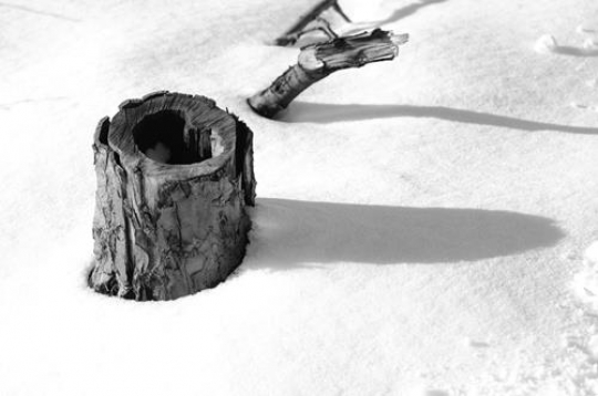 Tree Trunk in the Snow