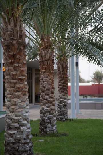 palm trees in a yard