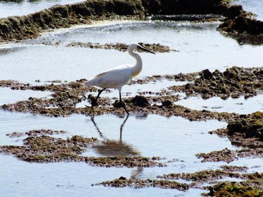 snowy egret on bouznika beach
