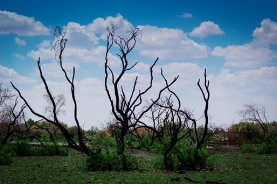 Azraq Wetland Reserve