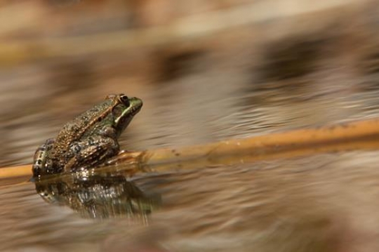 frog in the water
