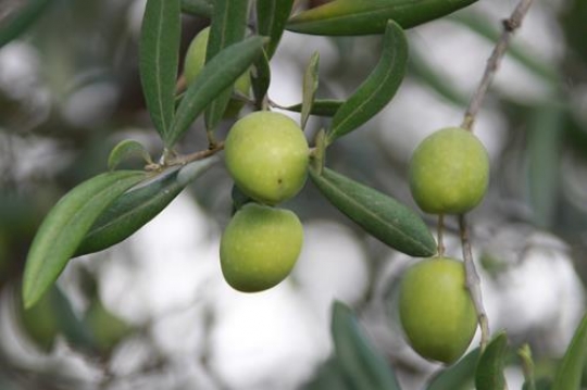 olive tree