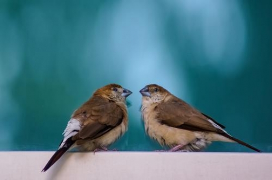 Two birds in love