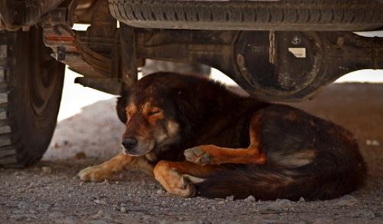 -Dog taking shelter from hot weather under a car