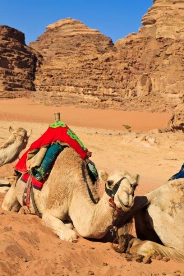 camels in the desert