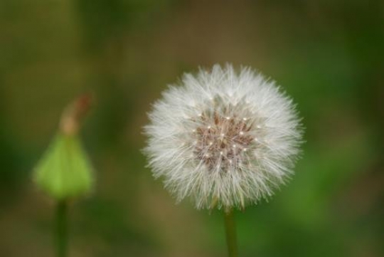 dandelion close up