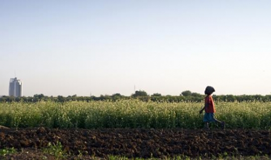 green field in sudan