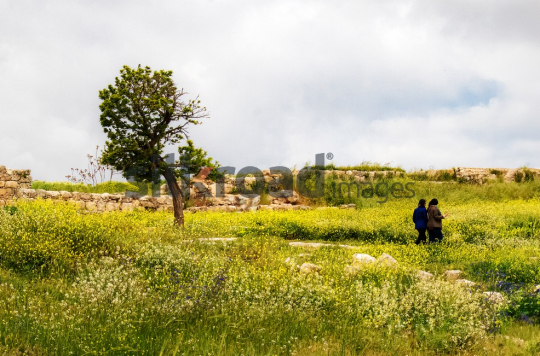 Amman-citadel-tree-and-people-seting