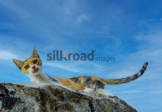 Animals-cat-look-down-img2510-edit1