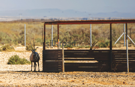Arabian Oryx in Azraq Wetland Reserve, Jordan