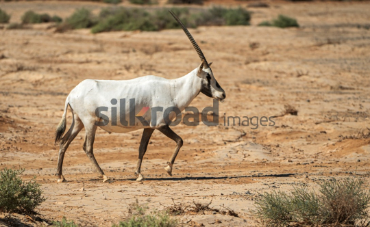 Arabian Oryx in Azraq Wetland Reserve, Jordan