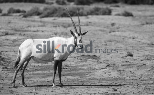 Arabian Oryx in the Azraq Desert