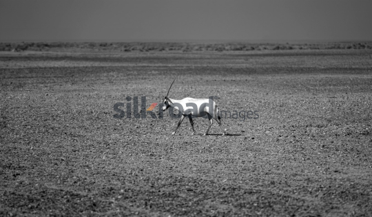 Arabian Oryx Walking Through the Desert in Azraq, Jordan (Black and White)