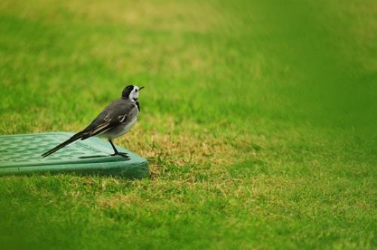 The Black-winged Stilt bird 