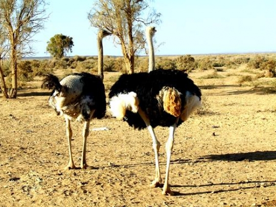Ostriches