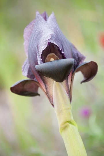 black iris flowers