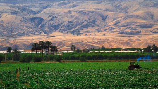 Palm Trees Farm, Jordan Valley