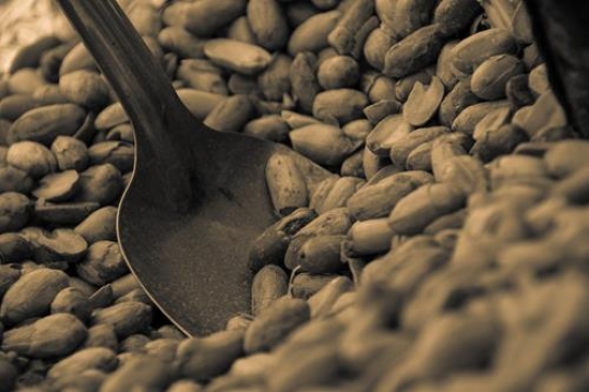 close up image of peanuts