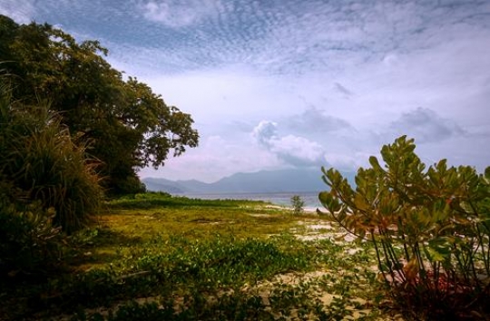 rainforest in malaysia