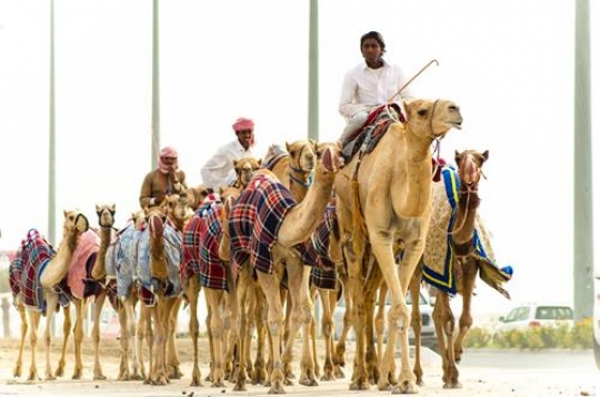 camel caravan going through the sand dunes in the desert