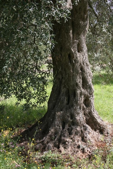 olive tree