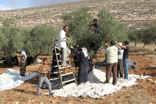 olive harvest