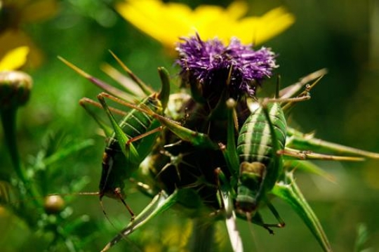 close up of katydid on yellow 