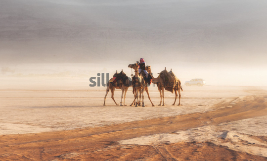 Bedouin Camel Rider in Wadi Rum Desert with Jeep - Sunrise Scene