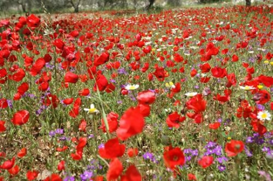 colorful flower garden