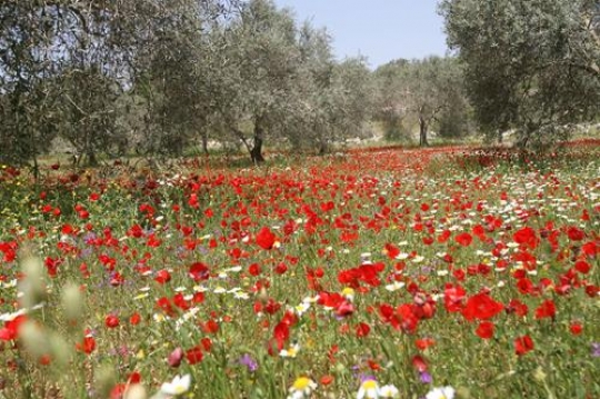colorful flower garden
