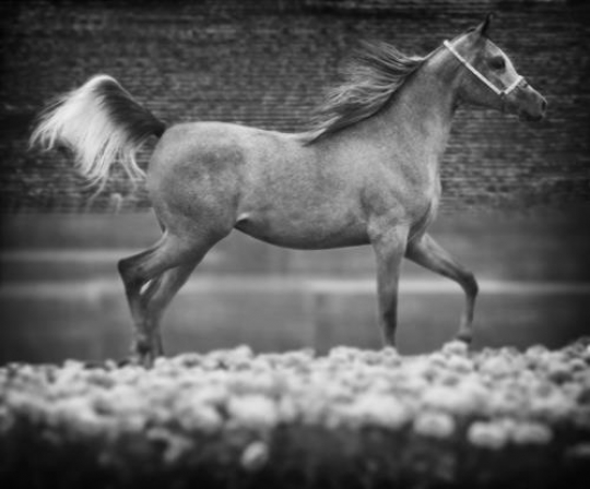Arabian Horse