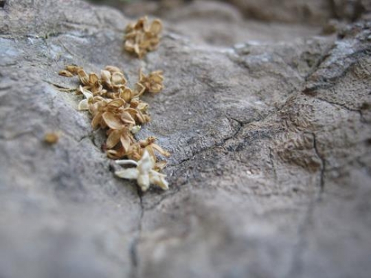 Dry jasmine Blossoms