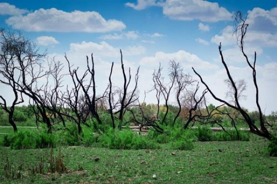 Azraq Wetland Reserve