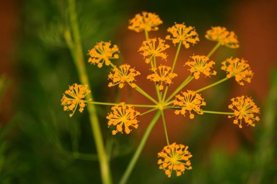 yellow flowers close up
