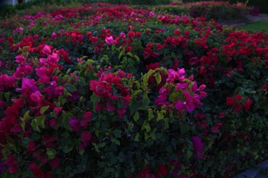 purple and red flowers in a garden
